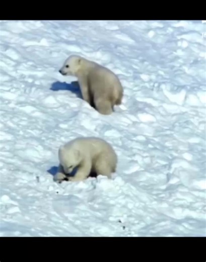 💔oso polar | oso polar