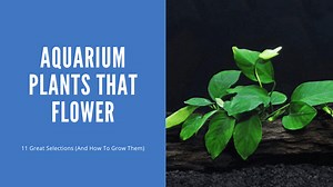 Aquarium Plants That Flower - 11 Great Choices (With Pictures)
