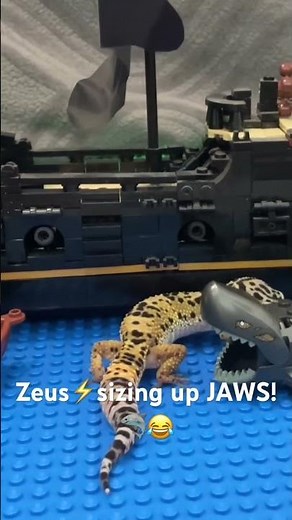 Zeus sizing up JAWS🦈