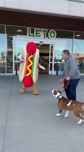 Dog Meets Hot Dog Costume: Chaos Ensues! A playful dog can't resist a hot dog costume. See the fun unfold! #fblifestyle #AI Generated using Kling AI . . . (For entertainment purposes only. Consult professionals if guidance on activities is presented. No brand affiliation is implied if any are shown. If inspired by true events, creative adaptations may be included. Content may include public footage.) | Fabiosa Daily