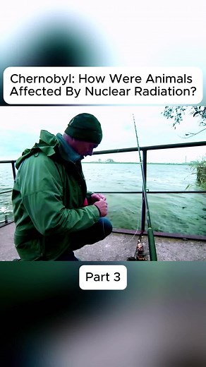 Chernobyl Fishing: Radioactive Depths and Giant Catfish?