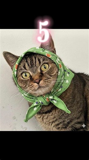 Funny Cat & Cute Kittens #shorts #kucing #kucinglucu #funny #pet #cat #foryou #viral #viralvideo