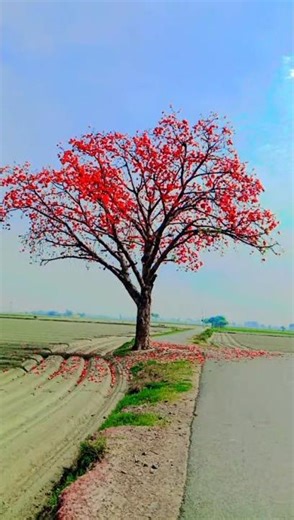 Lonely Tree on a Peaceful Road | Beautiful Village Nature View 🌳