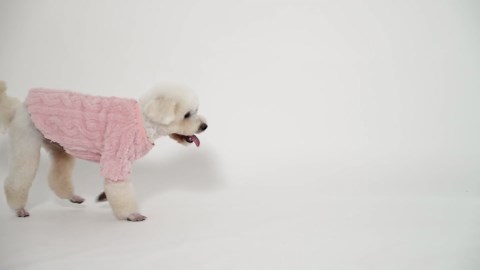 Dog Sweater, 3 Pack Dog Sweaters for Small Dogs or Cats, Girl or Boy, Warm Dog Clothes Shirt Coat for Winter Christmas (Blue, Dark Blue, Grey, Medium)