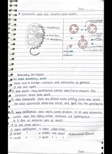 Class 12 Human reproduction notes// Handwritten notes// Boards #exam #education Part 1