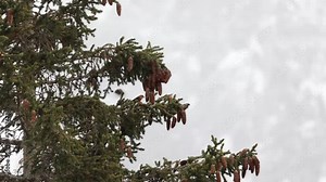 Two red, male Common crossbills (loxia curvirostra) feed on a pine cones. Set against a snowy mountain backdrop in the dolomite region of Italy in Winter.