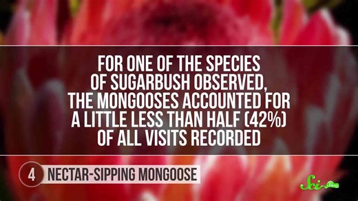 6 animals that consume bizarre diets