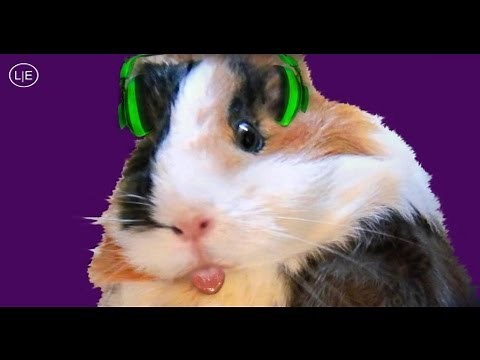 my dancing guinea pig