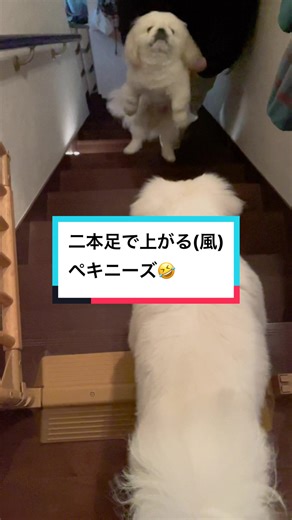 ペキニーズが二本足で歩く面白動画