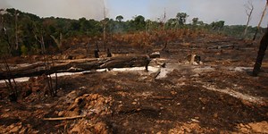Amazon rainforest is losing its ability to recover from destruction