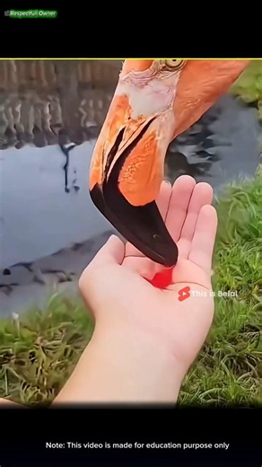 It Looks Like Blood… But Flamingo Parents Feed This to Their Babies!