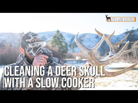 How to clean a deer skull in a slow cooker