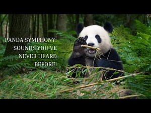 Panda Symphony: Sounds You’ve NEVER Heard Before!