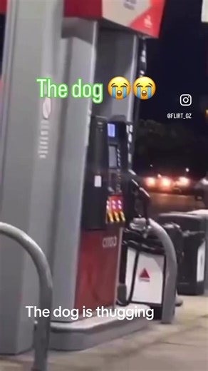 Even dogs b thuggin 🤣🤣😭🥷🥷 #fyp #foryourpage #explorepage #viral #trending