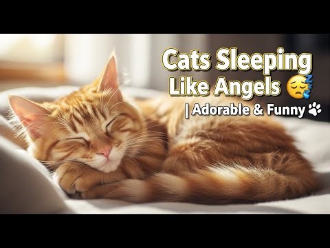 Saturday Cat Sleep LIVE 🐱 | 528Hz Healing Music + Relaxing Purrs #Cats #Relax