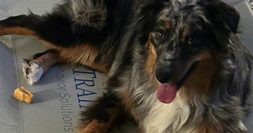 Livonia family dog goes missing after being shot by 'scared' delivery driver