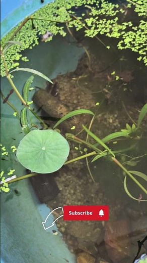 my guppy pond #fiskeeping 🐟 🐠 #lowmaintenance #aquarium #aquaticpets