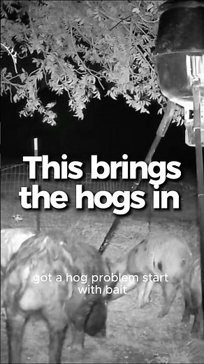 How to Bait for Hogs | Pork Police Hog Bait