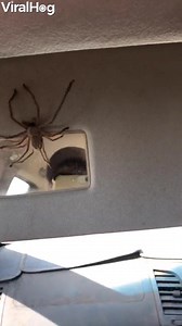 77K views · 638 reactions | "I was traveling home with my dad, I had tomato sauce on my face after eating a pie from the servo. I went to wipe my mouth and was already leaning forward to look at the mirror then the spider was there. It was so close to my face. I then filmed it before it ran away." : Mat Quera via ViralHog | Only In Australia | Facebook