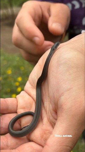 Amazing Animal Transformation!