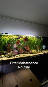 Filter Routine Discus Fish Planted Tank Aquarium #discus #fish #aquarium #plantedtank #plants