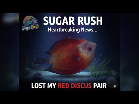 My Red Discus is No More 😔 | Red Melon Discus | Update of my Flower Horn Fish & Discus Babies