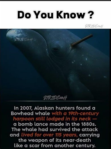 The Whale That Survived a 19th-Century Harpoon! 🐳#STRIDE24H #MarineLife#SurvivalStory#NatureFacts