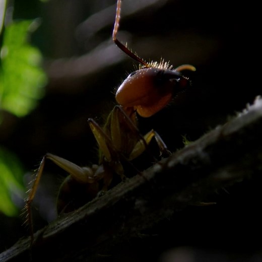 247K views · 4.6K reactions | This ant isn't acting strange by choice. She has cordyceps, a parasitic fungus, to thank for her zombie-like behavior  #HostilePlanet | National Geographic Animals | Facebook