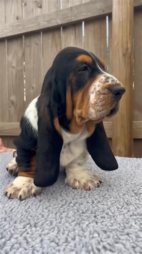 🐾 Looking for the perfect family companion? Our adorable Basset Hound puppies are ready to bring love, laughter, and loyalty into your home! 💕 ✔️ Great with kids & other pets ✔️ Up-to-date on vaccinations ✔️ Sweet, gentle, and full of personality ✨ Give your family the gift of unconditional love — adopt a Basset Hound puppy today and make memories that last forever! 🐶💖 #BassetHound #BassetPuppy #BassetLove #FamilyDog #PuppyLove #PuppiesOfFacebook #DogsOfFacebook #CuteDogs #DogLovers #Forever