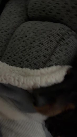 @finn @chloe!! @arianagrande I love Seymour the squirrel