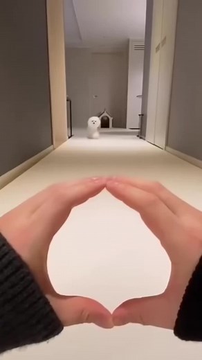 oh my dog funny #usa_tiktok #xuandongvlog #usa #viral | dog