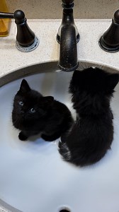 Olive Mannella on Instagram: "chosen and immediately tested 😂🐈‍⬛ #mannellafamunfiltered"