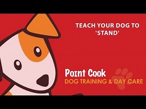 Teach your dog to 'stand'
