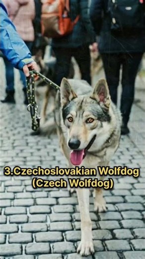 5 Dog Breeds That Look Like Wolves 🐺✨🐕