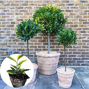 Bay Leaf Plant Live, Sweet Laurel Tree, Bay Leaf Tree, Laurus Nobilis Live Plant from 4 to 10 Inc in Tall