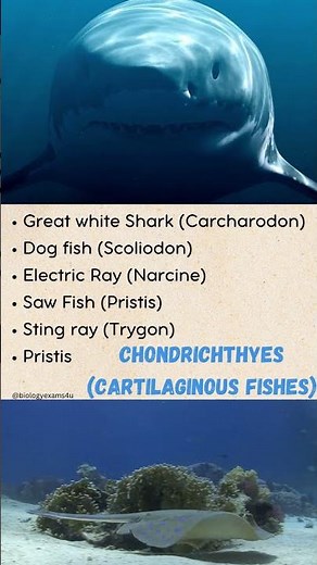 Cartilaginous Fish and Bony Fish Examples| Chondrichthyes vs Osteichthyes
