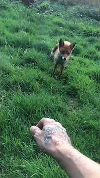 KILLER FOX ATTACKS HUMAN 🦊 scary funny horror