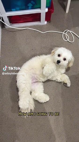 White Maltese Shih Tzu: Life with Your Beloved Companion in Sydney, Australia