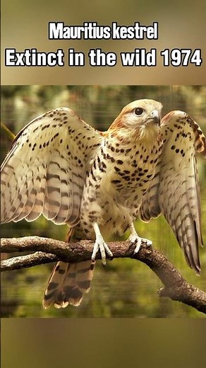 These Animals Went Extinct... Then Came Back to Life