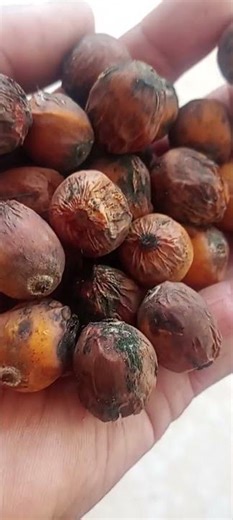 Syagrus romanzoffiana