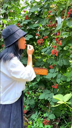 Picking Blackberry From Garden #satisfying #shot