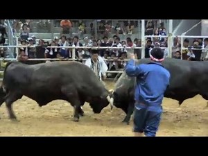「鹿児島」闘牛 徳之島伊仙町