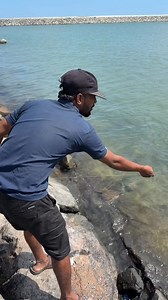 170K views · 1K reactions | Raasi powder is most effective bait to catch common mullet fish in bottle trap #tnvillager #fishing #villagelife #tiktok | Tn villager | Facebook