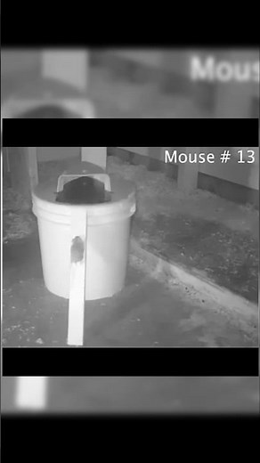 Slide Bucket Lid Mouse Rat Trap with Ramp #shorts #mouse