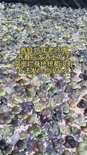 Bullfrog farming #frog farming #stone frog farming #black-spotted frog farming