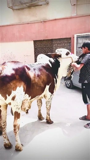 #short video🥺🫶🏻🥺 like subscribe share me 1 million 20 videos 21 subscribe 20,000 subscribe #￼