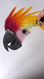80K views · 2.8K reactions | Drawing and coloring a Cockatoo 列 By @drawingsbymia.art | Coloring Book Cafe | Facebook