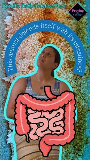 This animal shoots its intestines at predators?