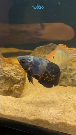 🔥 Oscar Fish – The Intelligent Star of the Aquarium! 🐠💡| TANKED IND | @tanked_ind