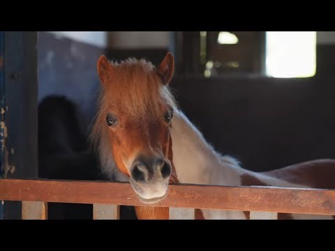 1 Hour of Cute Ponies 🐴 | Relaxing Meditation Music | Stress Relief & Calm